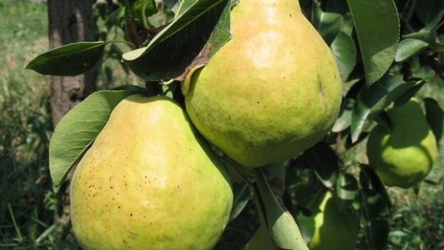 Izvoz vrhunskih voćnih rakija