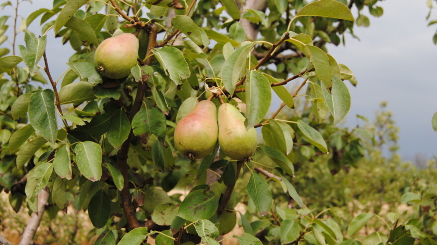 Na koje načine se đubri kruška?