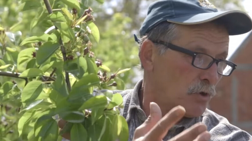 Viljamovka omiljena sorta u voćnjaku