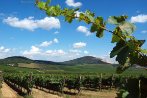 Villany - od vina do najfascinantnije europske priče