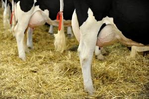 Mastitis kod krava i preventivne mere za suzbijanje