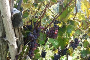 Berba u Baranji se vratila na početak rujna, a Belje se okreće crnim vinima