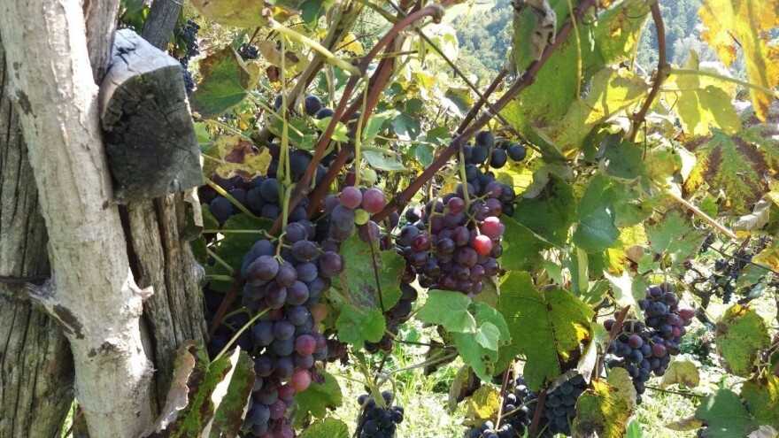 Berba u Baranji se vratila na početak rujna, a Belje se okreće crnim vinima