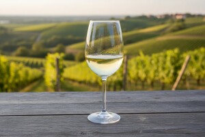 Vina Belje predstavila graševine berbe 2012.