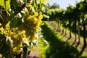 Vina iz BiH konkurentna na svjetskim tržištima