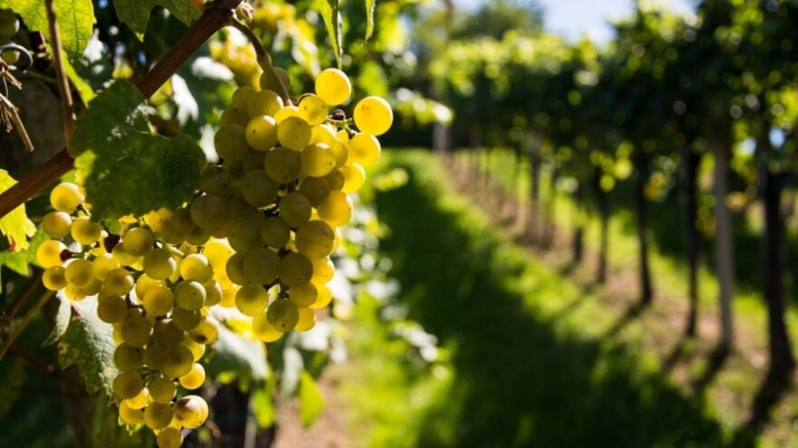 Vina iz BiH konkurentna na svjetskim tržištima