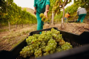 Proizvodnja francuskih vina manja za 10 odsto