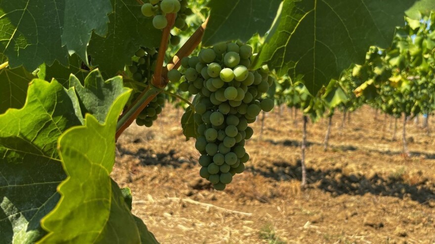 Luka Rossi: Ovogodišnja suša tek je upozorenje