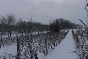 Vinogradari se nisu dali prevariti