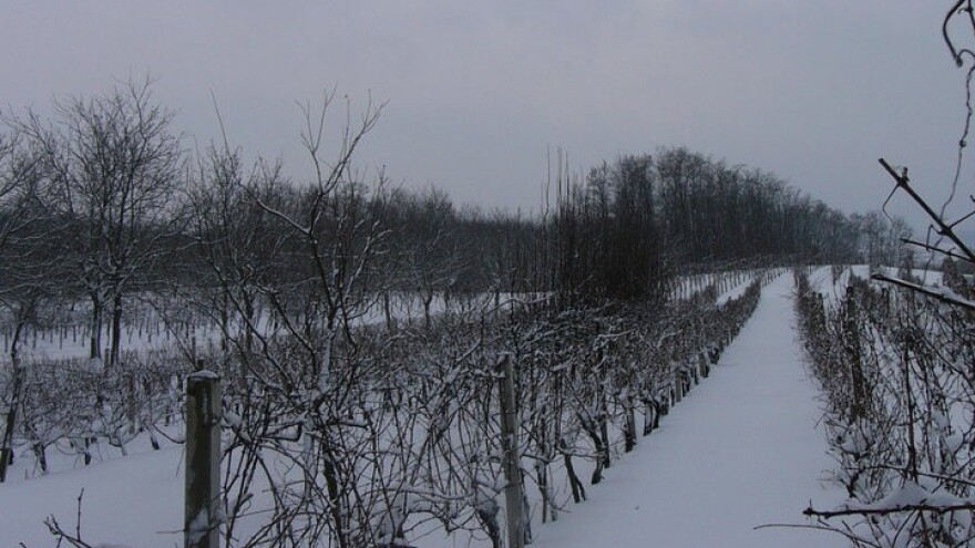 Vinogradari se nisu dali prevariti