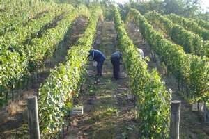 Cijena i veća nego prošle godine