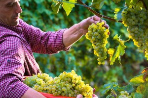 Prosječni hrvatski vinogradar ima samo pola hektara vinograda