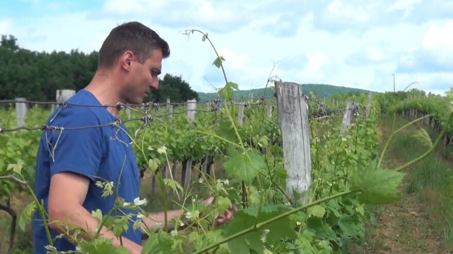 Prijavio se i uspio - mladi poljoprivrednik EU novcem izgradio vinski podrum