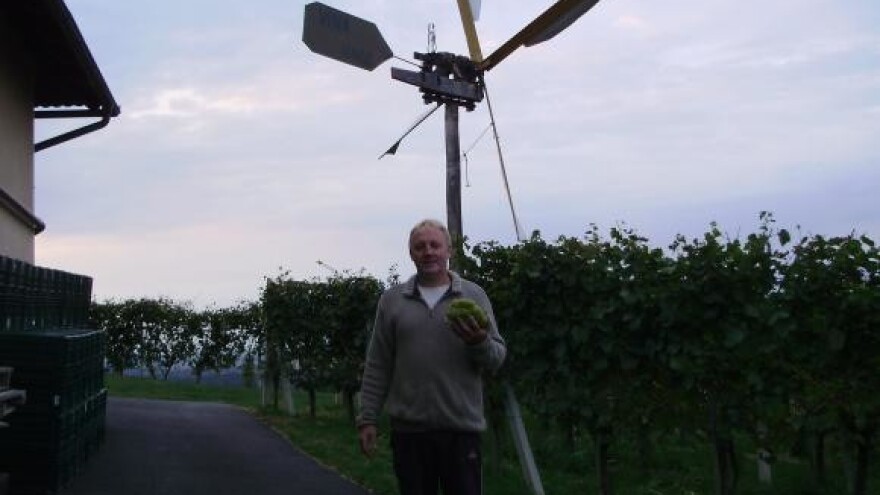 Vinarija obitelji Kunčić iz Banfija