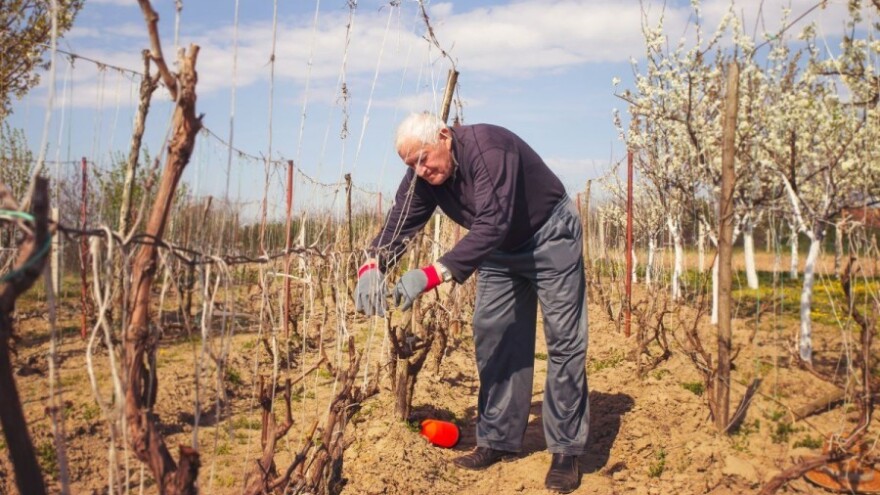 Na jedno strano, kontrolira se četiri domaća vina