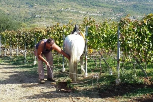 Kaštelanski vinari složni: Dati crljenak za izradu dezinficijensa?! Nema šanse!