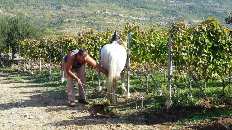 Kaštelanski vinari složni: Dati crljenak za izradu dezinficijensa?! Nema šanse!