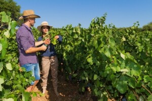 Zbog klimatskih promjena nestat će neka vina?