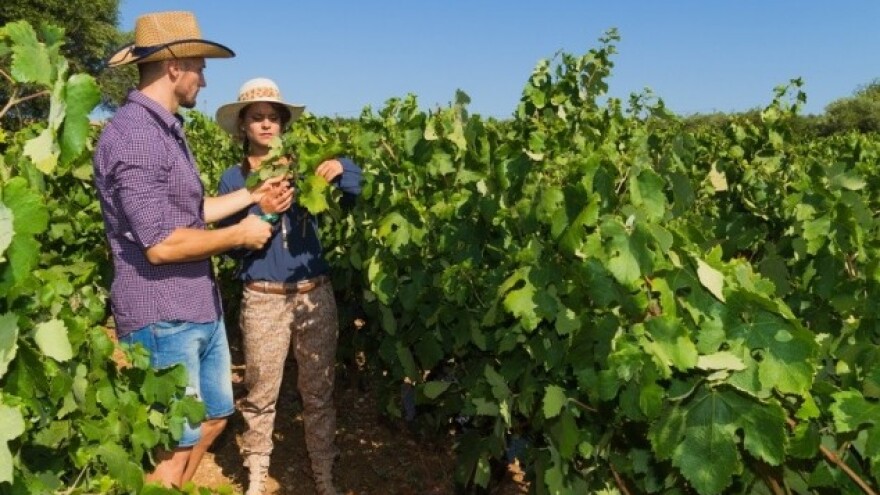 Zbog klimatskih promena nestaće neka vina?