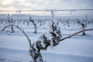 Vinari strahuju za urod grožđa