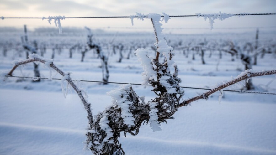 Vinari strahuju za urod grožđa