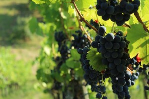 Prnjavorački zet na sjeveru Bosne proizvodi vino za francusko tržište
