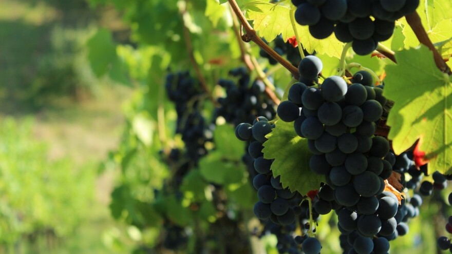 Prnjavorački zet na sjeveru Bosne proizvodi vino za francusko tržište