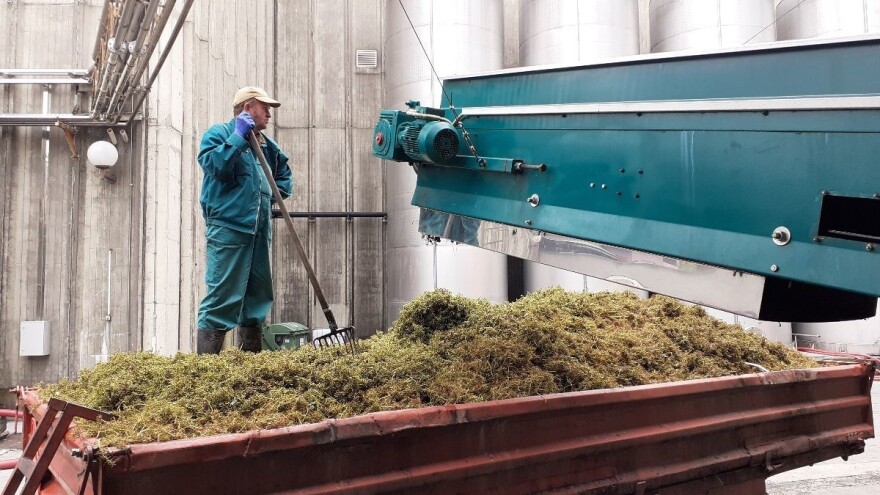 Berba grožđa u vinogradima najstarije hrvatske vinarije - bez dva stroja, brali bi do Božića