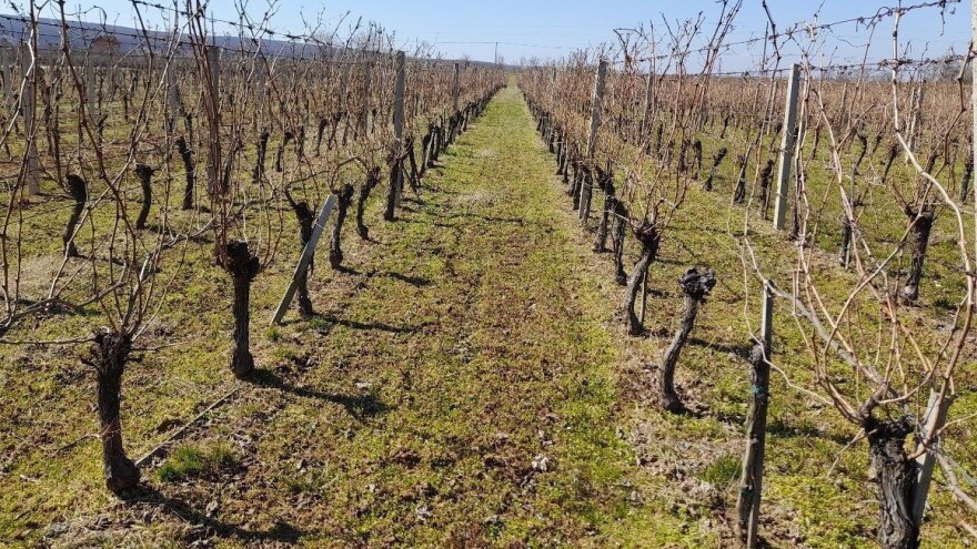 Vinogradari, zaštitite lozu bakrenim i sumpornim sredstvima
