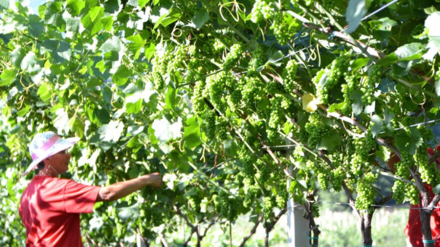 Spremni za stvaranje branda - žepačko vino!