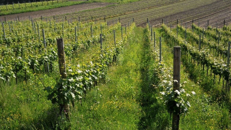 Škrta zagorska zemlja dala najbolju graševinu