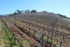 Za podizanje novih ili restrukturiranje vinograda stolnih kultivara 70 milijuna kuna