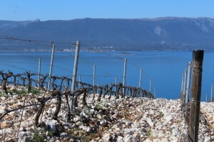 Vinoljupci, Ploče zovu - na festivalu se predstavlja čak 26 vinarija