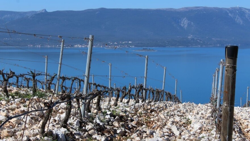 Plavac mali i pošip koji gledaju na Pelješki most