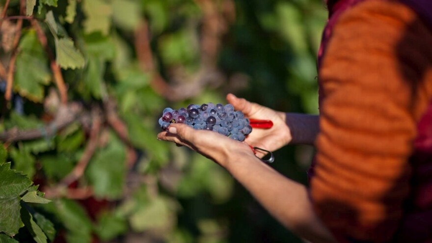Kadarka Tonković - priča o hrabrosti