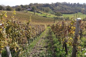 Bregovita Hrvatska postaje četvrta regionalna organizacija vinara i vinogradara