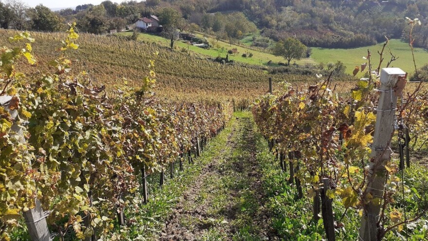 Bregovita Hrvatska postaje četvrta regionalna organizacija vinara i vinogradara