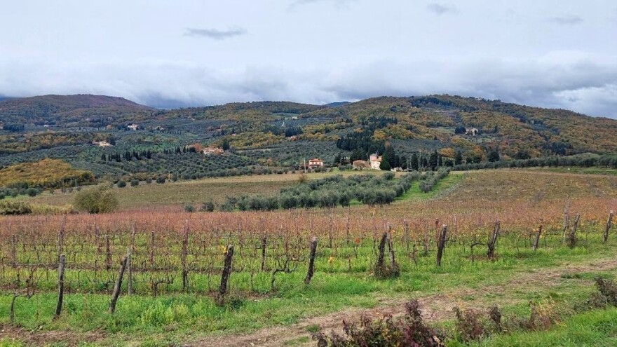 Kako održavati organski vinograd i koje sorte izabrati?