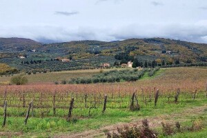 Kako nastaju ekološka vina i ulja iz Toskane - grozdove ne gnječe, a čime gnoje?