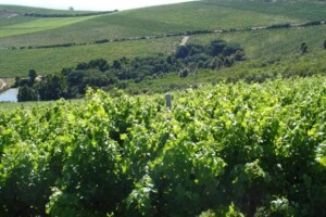 Turisti će dolaziti u vinarske krajeve