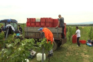 Dugotrajno nezaposlene osobe postaju vinogradari i podrumari