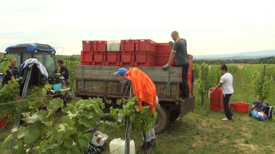Dugotrajno nezaposlene osobe postaju vinogradari i podrumari