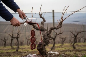 Vincekovo 2014. – Vrbovec