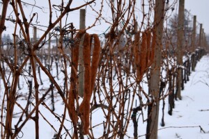 Vincekovo u Kleti Ljubekov Gaj - čekaju vas domaće kobasice i kuhano vino