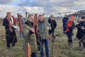 Sa Zlatnog brda stiže i prvi baranjski Syrah