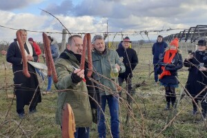 Sa Zlatnog brda stiže i prvi baranjski Syrah