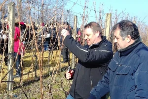 U Mandićevcu će posaditi sigurnosne kolekcije 20-ak autohtonih sorata vinove loze