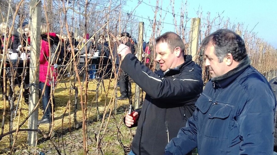 U Mandićevcu će posaditi sigurnosne kolekcije 20-ak autohtonih sorata vinove loze