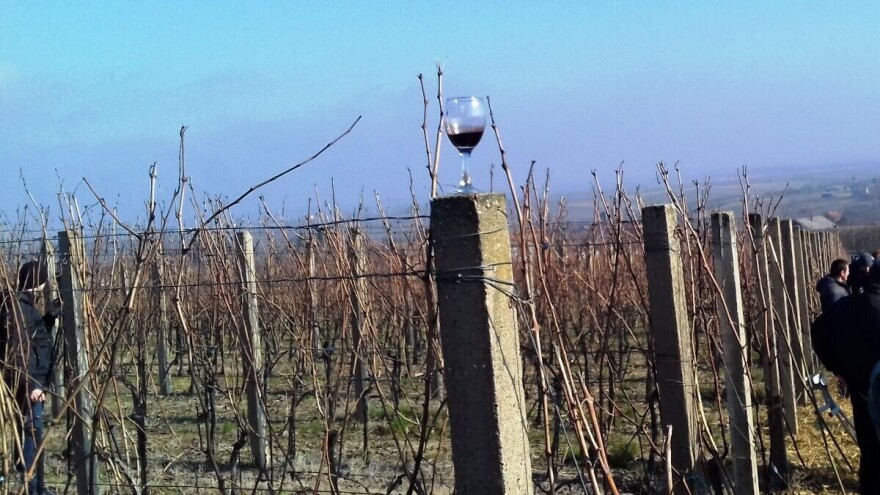 Slavonci i Baranjci crnim vinima ozbiljno 'zaprijetili' hrvatskom jugu