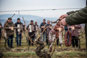 Vinceška Podruma Belje